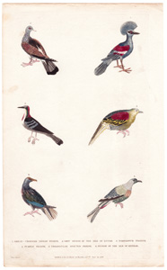 1. Great-crowned Indian Pigeon  2. Grey Pigeon of the Isle of Lucon  3. Pompadour Pigeon  4. Purple Pigeon  5. Triangular Spotted Pigeon  6. Pigeon of the Isle of Nicobar 